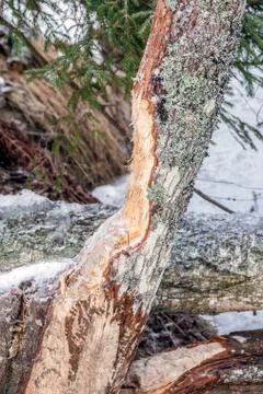 Beaver gnawing marks Stock Photos