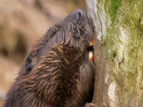 Beaver gnawing on a trunk Stock Footage 84092109