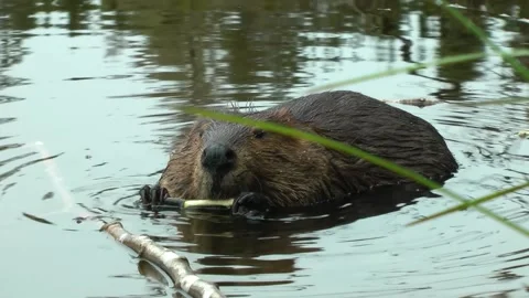 A beaver gnaws a tree branch in the water, Closed up Vídeo Stock 219421217