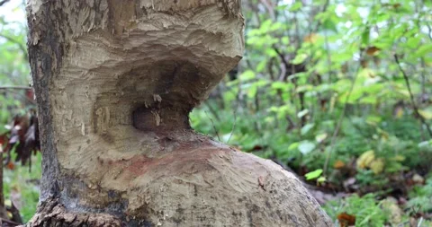 A beaver gnaws at a tree to build a dam in Germantown, Maryland. Stock Footage 164124235