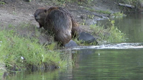BEAVER GROOM EACHOTHER Video stock 27558434