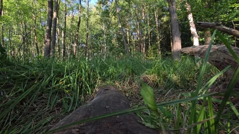 Beaver Habitat Forest Floor Low Angle Shot Late Summer Sunlight Poland Vídeo Stock 342729786