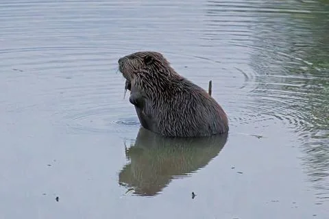 Beaver Habitat Stock Photos