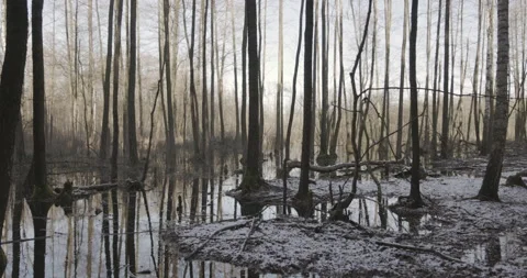 Beaver habitat, winter 4K Stock Footage 170585254