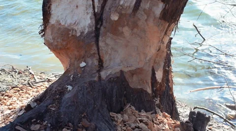 The Beaver has gnawed a tree - close up Stock Footage 60211939