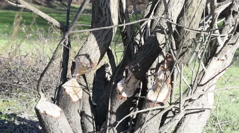 The Beaver has gnawed a tree Stock Footage 60211182