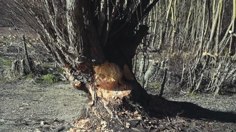 The Beaver has gnawed a tree  Stock Footage 60212027