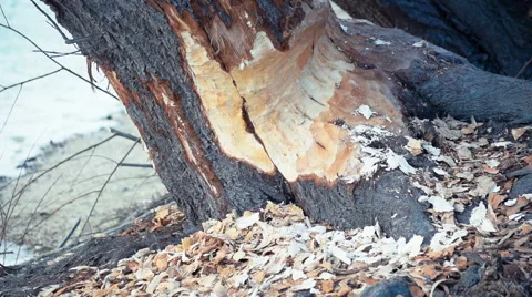 The Beaver has gnawed a tree - super close up Stock-Footage 60211863