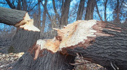 The Beaver has gnawed a tree - super close up Stock Footage 60212802