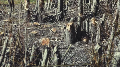 The Beaver has gnawed the trees Stock Footage 60211584