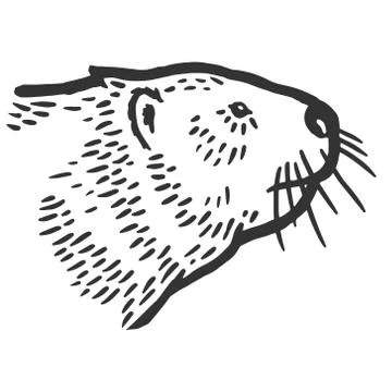 Beaver head isolated. Sketch scratch board imitation. Black and white. Stock Illustration
