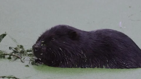 Beaver holding a twig close, HD Stock Footage 317397312