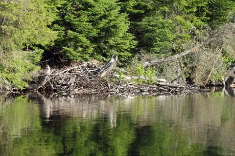 Beaver house Stock Photos