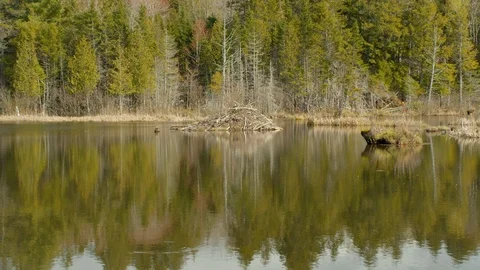 Beaver House in Spring in Canada Stock Footage 108242764