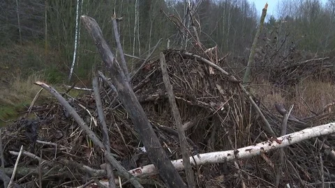 Beaver hut on the edge of the forest on the river Stock Footage 82221796