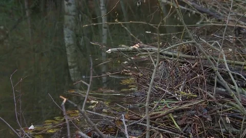 Beaver hut on the river Stock Footage 82221908