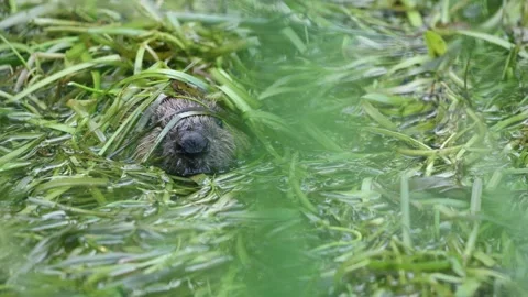 Beaver kit diving in stream Stock-Footage 321688151