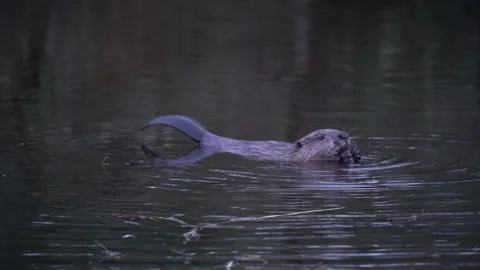 BEAVER KIT FEEDING Stock Footage 241429491