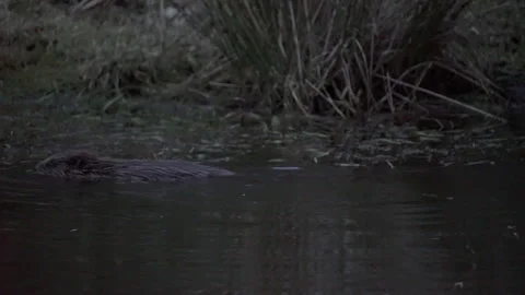 BEAVER KIT SWIMS IN POND Stock Footage 241432221