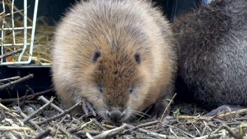 BEAVER KITS TASTING FREEDOM Stock Footage 240690211