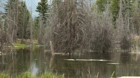 Beaver in Lake Moving Wood to Construct Dam Stock Footage 524633