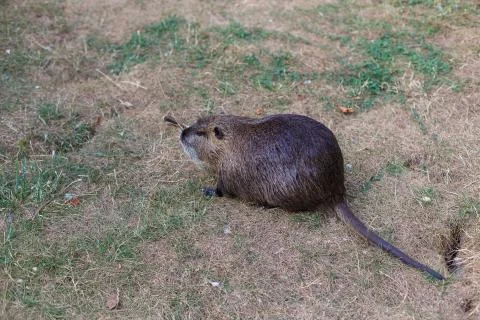 Beaver on the lawn Foto stock