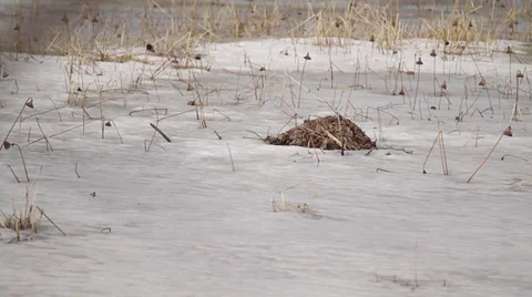 Beaver Lodge - Camera Rack Focus Close Shot 스톡 동영상 36605586