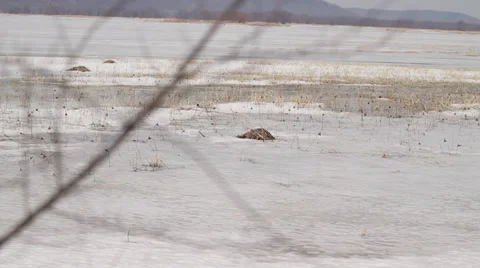 Beaver Lodge - Camera Rack Focus Wide Shot 스톡 동영상 36605658