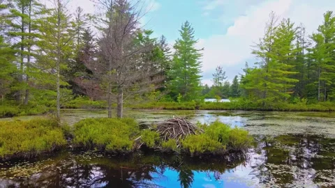 Beaver lodge constructed from logs situated within calm woodland pond surrounded Stock Footage 345484581