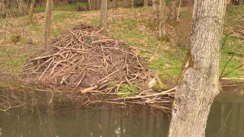 Beaver Lodge Dome Home (Eurasian beaver) Stock Footage