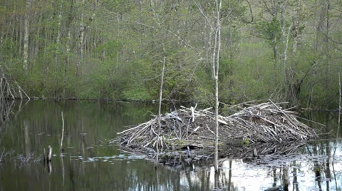Beaver Lodge Video stock 38499098