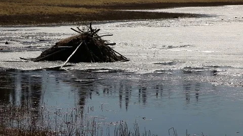 Beaver Lodge on half frozen Lake Stock Footage