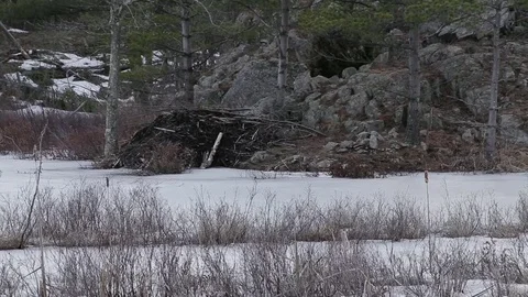 Beaver Lodge in Ice 스톡 동영상 79585046