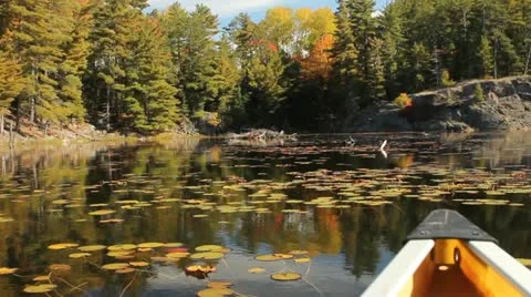 Beaver lodge seen from a canoe Stock Footage 12368482
