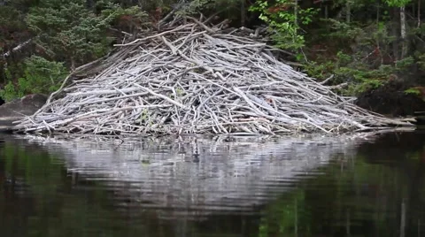 Beaver lodge, smooth view from boat Stock Footage