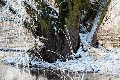 Beaver lodge in a willow tree at winter Stock Photos