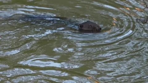 Beaver is looking for food Stockbeeldmateriaal 135278115