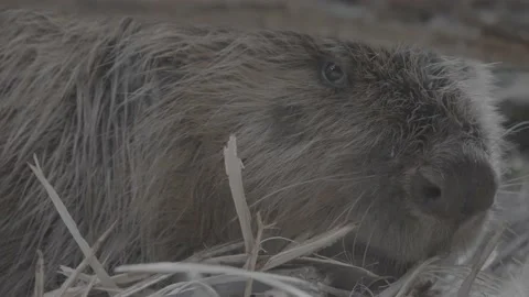 Beaver looks at camera (super close) (SLOG3) Stock Footage 171890015