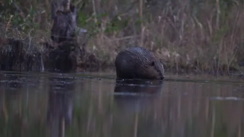 Beaver Marking Territory on Flooded Scent Pile Video stock 266828147