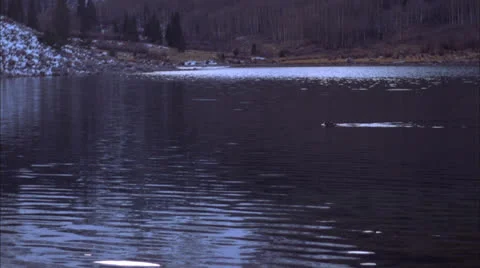 Beaver in maroon bells lake Stock Footage 25639548