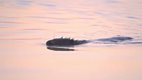 Beaver in the morning misty light Stock Footage 239434650
