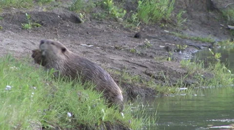 Beaver Moves Dirt Video stock 53486730