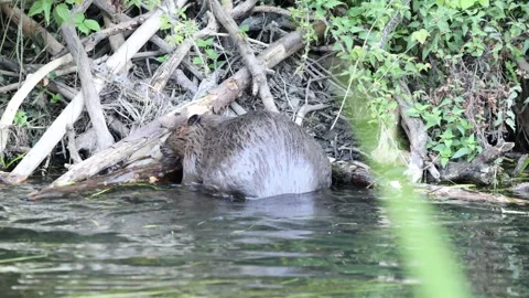 Beaver moving log in stream Stock-Footage 321688145