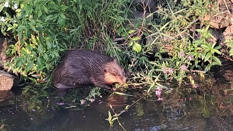 Beaver in nature at the side of the water. Stock Footage 342818555