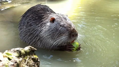 Beaver nibbles apple Stock Footage 107572046