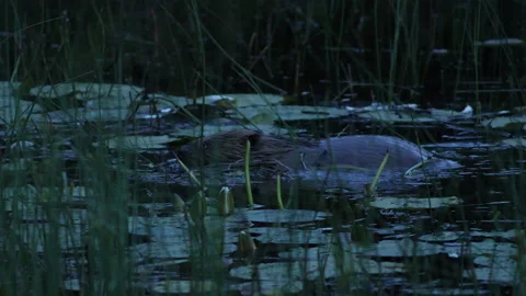 Beaver at night, Loch of the Lowes, Perth Scotland Stock Footage 145869405