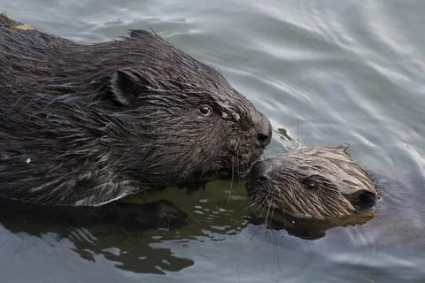 Beaver nurture Foto stock
