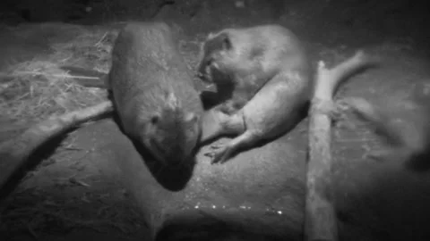 Beaver Pair Scratching Itching Inside Lodge Den House Dome in Infrared Stock Footage 130760532