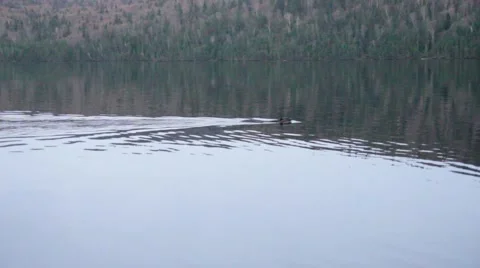 Beaver passing Stock Footage 5512505