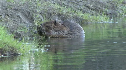 Beaver Paws Video stock 45947711
